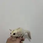 للبيع بيبي سنجاب شوقر قلايدر (البينو)