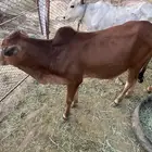 تم البيع