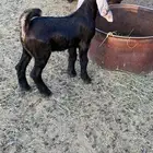 للبيع عنز والد رباع