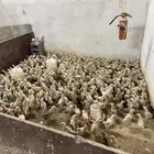 صوص بلدي