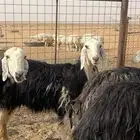غنم حريات ونجد