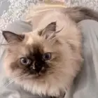 قطة مفقوده من شهر وانا ابحث عنها في العرفاء