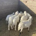 طليان حري((( تم البيع ))