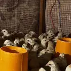صوص فيومي