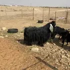 تيس عارضي