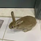 أرنب بلدي هجين