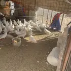 البيع حمام سلفر ابيض التبني