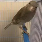 ذكر كناري سوري