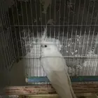 سلام عليكم ذكر كروان البينون