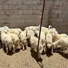 تم البيع