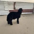 فحل عربي فاخر خصم