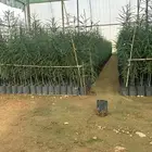شتلات باركنسونيا ( شوكة الفرس )