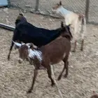 للبيع معزا جنوبيه دفيع( تم البيع