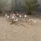 دجاج رومي