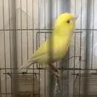 طير كناري وتر سلاجر