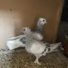 زوج تركي وطبته