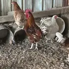 دجاج لوهمان براون