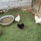 دجاج كوشن فاخر من الاخر