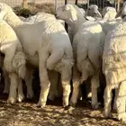طليان حريه