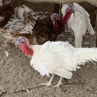للبيع ديكه بلدي