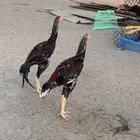 ديك سندي صافي بيور