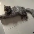 تبني مؤقت ( اسبوع)