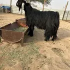 للبيع تيس عارضي