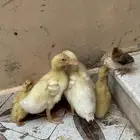 بط وصوص
