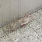 بطتين لليبع مع قفص