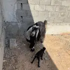 عرضيه للبيع