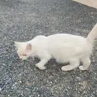قطة للتبني
