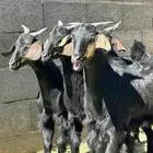 ماعز دغس فواخر