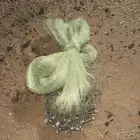 مخدجه للبيع