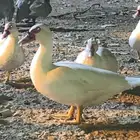 حيوان