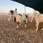 معزا دفيع