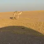 بكره للبيع عمرها 7 اشهر الموقع شمال الذيبيه