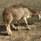 طليان سواكني مرابي