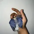 فرخ روز ازرق صافي