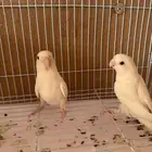 بغبغاء روز للبيع