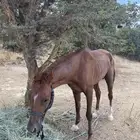 خيل شعبي للبيع البيع مستعجل لعدم التفرغ له اقبل البدل