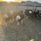 نعاج نجد مضاريع ( تم البيع )