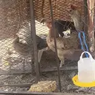 دجاج
