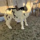 مشروع فحل نجدي كايف