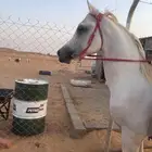 حصان شعبي كفو
