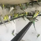 مطير طيور حب للبيع
