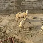 نعجه وبنتها للبيع