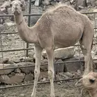 حاشي لباني على حليب امه