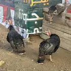 دجاج رومي