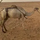 رحول حره