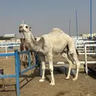 للبيع قعود حق